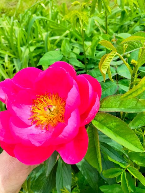 IMG20230518151728 - Mai 2023 vol 1