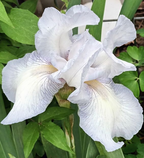  - English Cottage rem