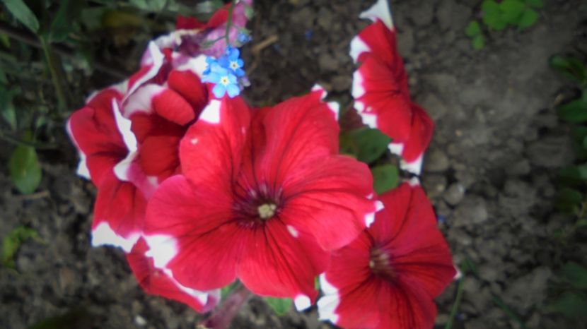  - Splendori in gradina