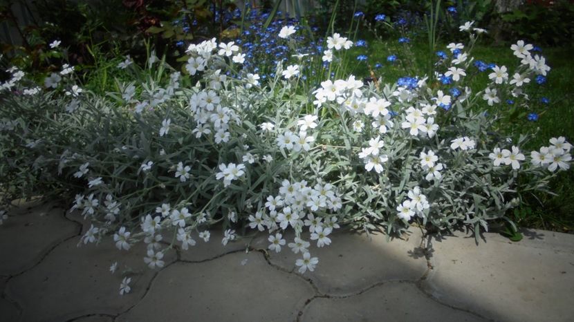 Cerastium - Splendori in gradina
