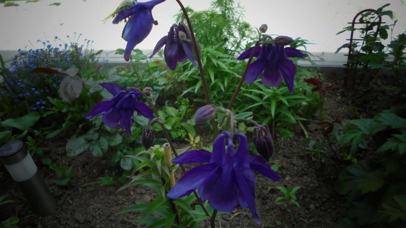  - Splendori in gradina