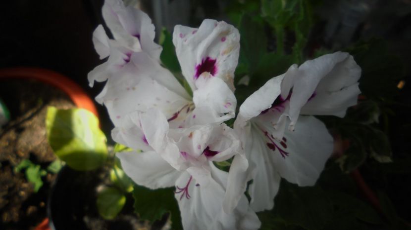  - Splendori in gradina