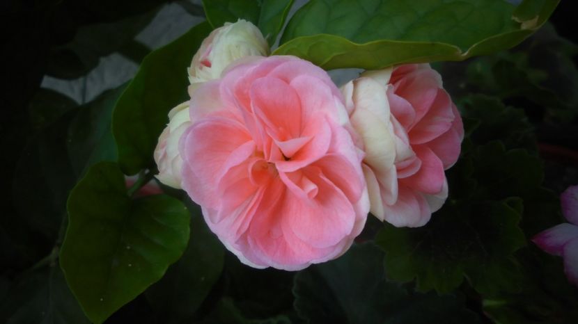  - Splendori in gradina