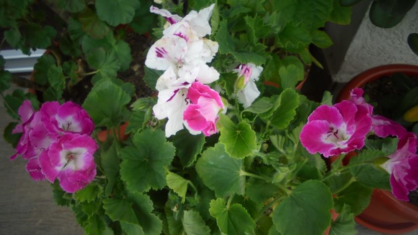  - Splendori in gradina