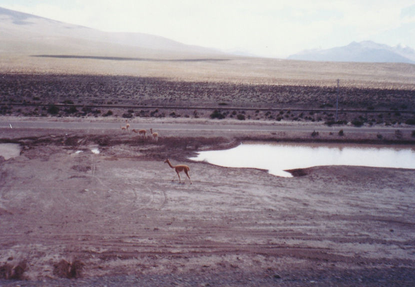 Alpaca în deșert - Peru