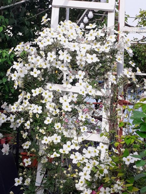  - Clematis Montana Prosperity 2022- 2023