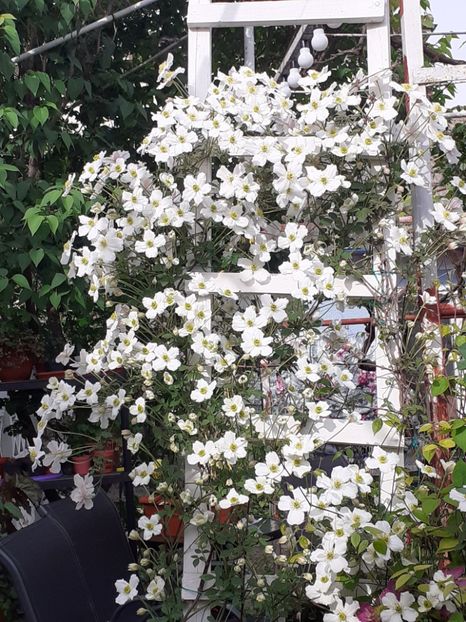  - Clematis Montana Prosperity 2022- 2023