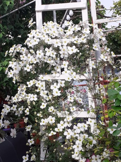  - Clematis Montana Prosperity 2022- 2023