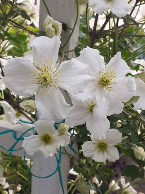  - Clematis Montana Prosperity 2022- 2023