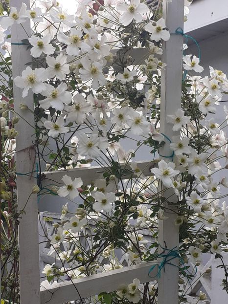  - Clematis Montana Prosperity 2022- 2023