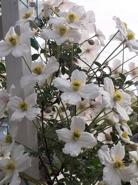  - Clematis Montana Prosperity 2022- 2023