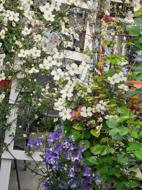  - Clematis Montana Prosperity 2022- 2023