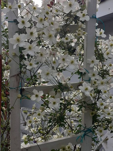  - Clematis Montana Prosperity 2022- 2023