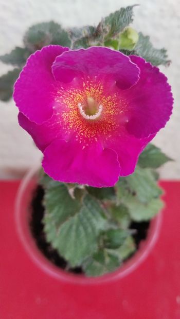 2023 - 2024-Aurika s Raspberry Yolk
