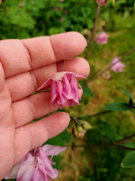 Img.2023.05.18 - Zu-Cele mai frumoase grădini