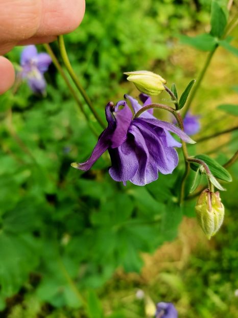 Img.2023.05.18 - Zu-Cele mai frumoase grădini