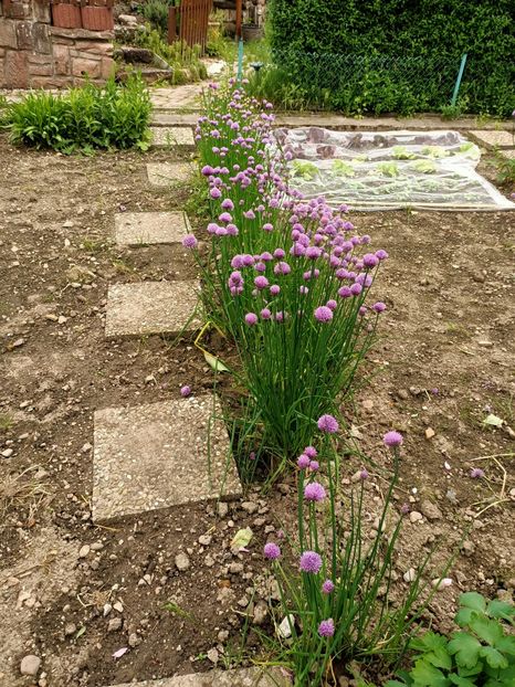 Img.2023.05.18 - Zu-Cele mai frumoase grădini