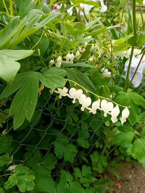 Img.2023.05.18 - Zu-Cele mai frumoase grădini