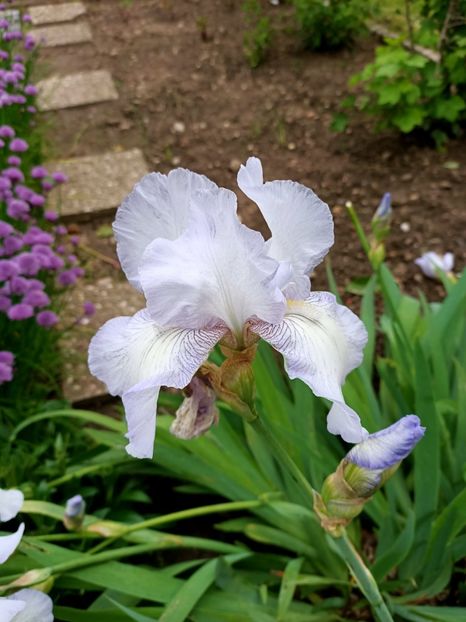 Img.2023.05.18 - Zu-Cele mai frumoase grădini