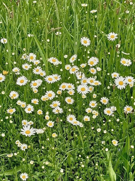 Img.2023.05.18 - Zu-Cele mai frumoase grădini