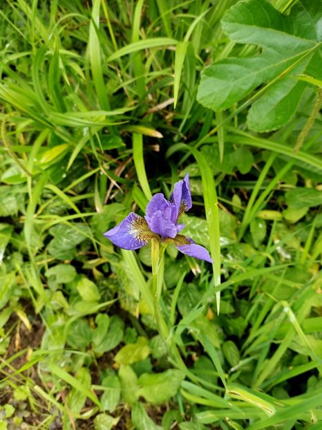 Img.2023.05.18 - Zu-Cele mai frumoase grădini