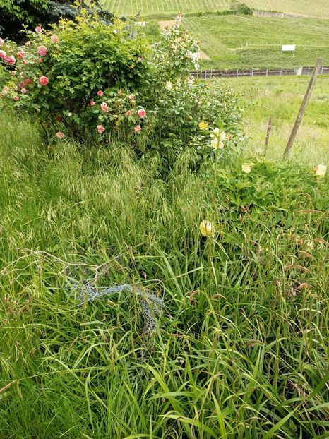 Img.2023.05.18 - Zu-Cele mai frumoase grădini