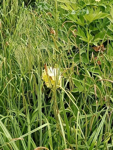 Img.2023.05.18 - Zu-Cele mai frumoase grădini