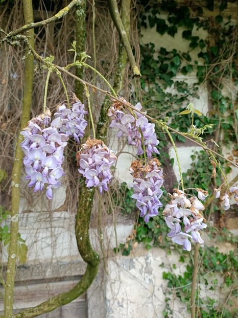 Img.2023.05.18 - Zu-Cele mai frumoase grădini
