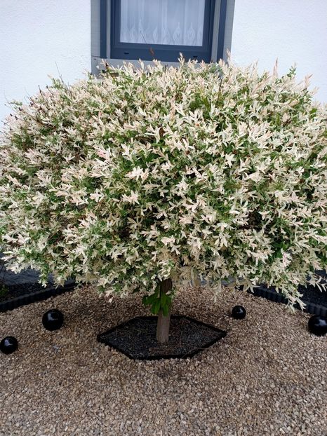 Img.2023.05.18 - Zu-Cele mai frumoase grădini