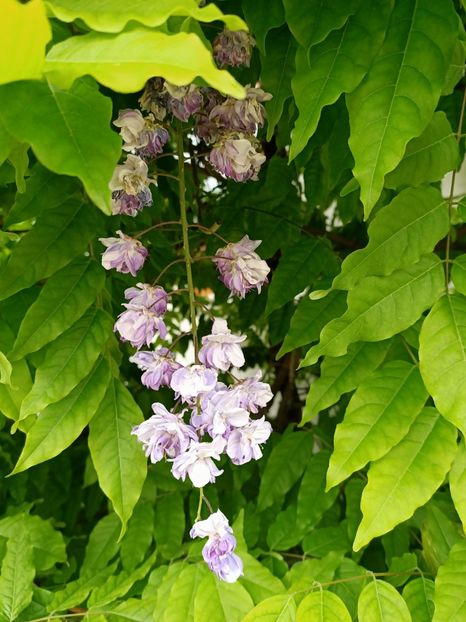 Img.2023.05.18 - Zu-Cele mai frumoase grădini
