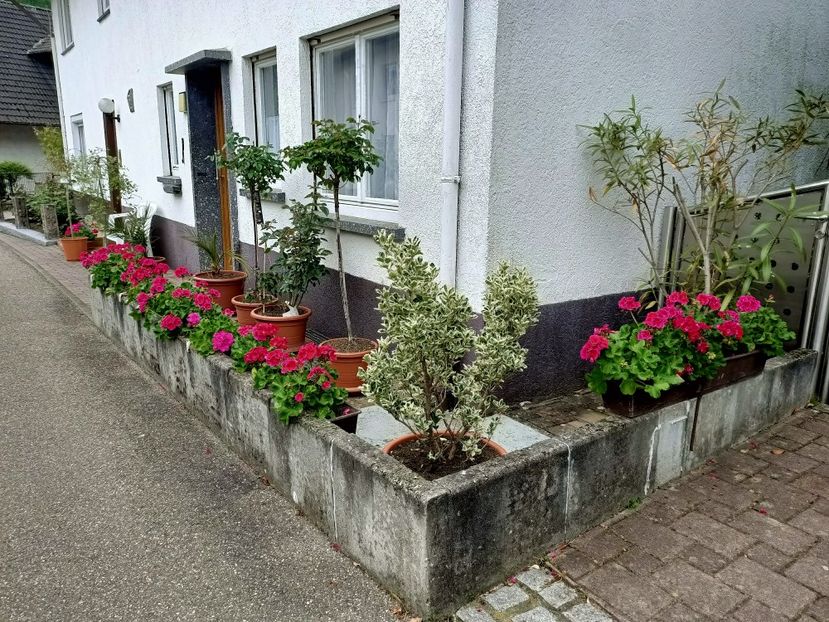 Img.2023.05.18 - Zu-Cele mai frumoase grădini