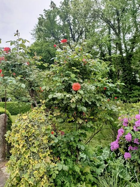 Img.2023.05.18 - Zu-Cele mai frumoase grădini