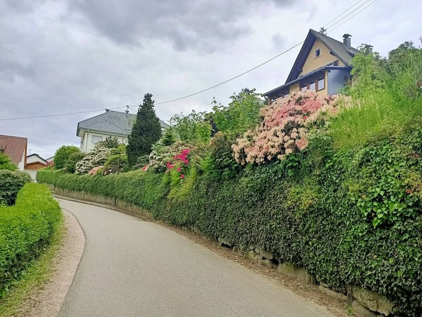 Img.2023.05.18 - Zu-Cele mai frumoase grădini