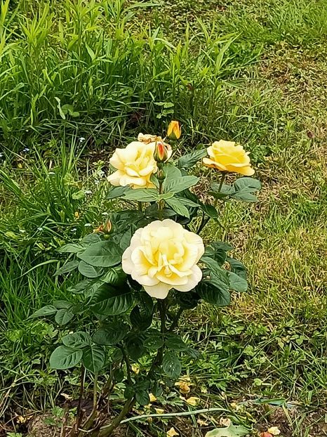 Img.2023.05.18 - Zu-Cele mai frumoase grădini
