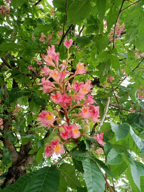 Img.2023.05.18 - Zu-Cele mai frumoase grădini