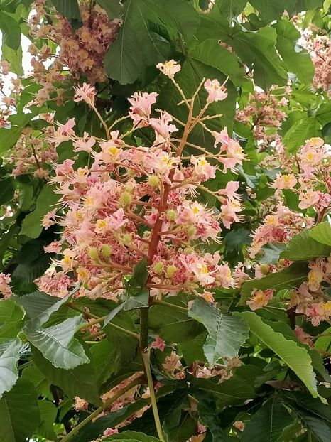 Img.2023.05.18 - Zu-Cele mai frumoase grădini