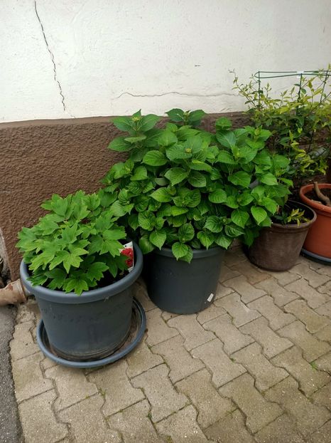 Img.2023.05.18 - Zu-Cele mai frumoase grădini