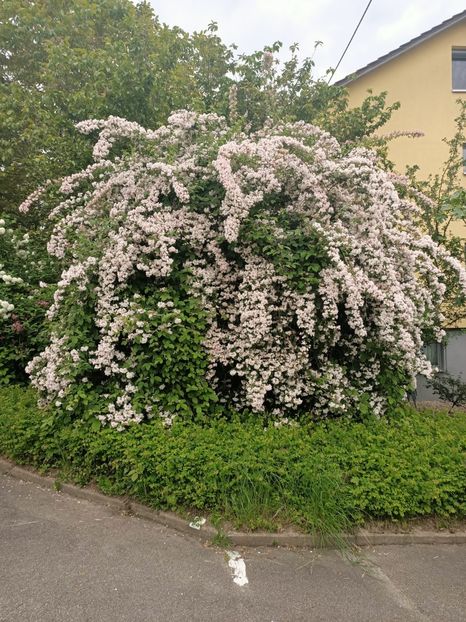 Img.2023.05.18 - Zu-Cele mai frumoase grădini