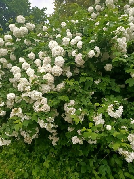 Img.2023.05.18 - Zu-Cele mai frumoase grădini