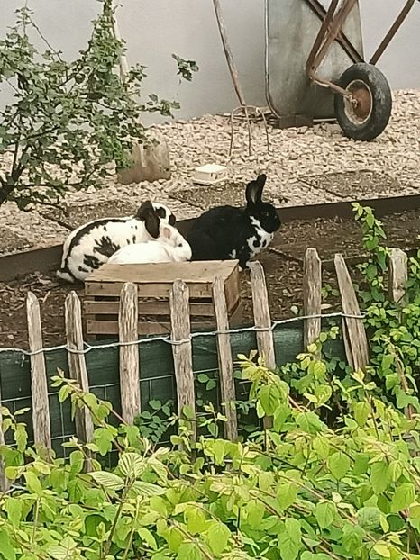 Img.2023.05.18 - Zu-Cele mai frumoase grădini