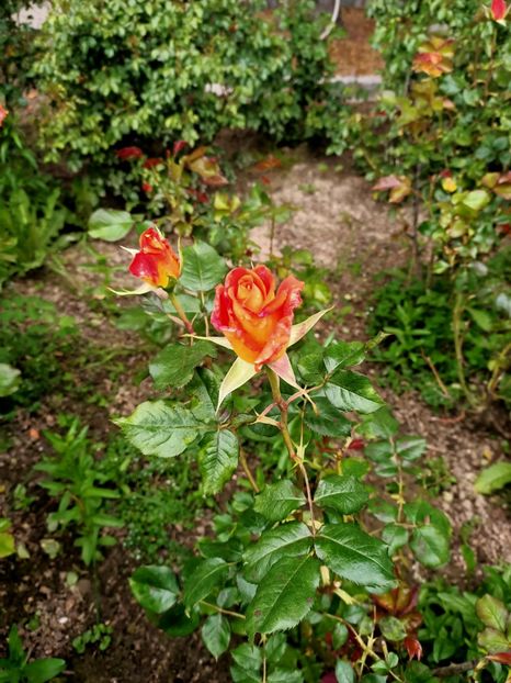 Img.2023.05.18 - Zu-Cele mai frumoase grădini