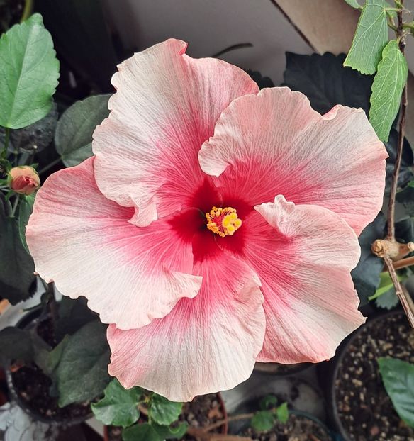  - Hibiscusi