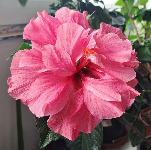  - Hibiscusi