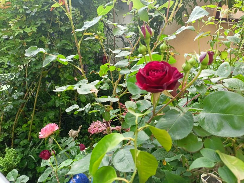 Tradescant - Grădina 2023 continuare 2