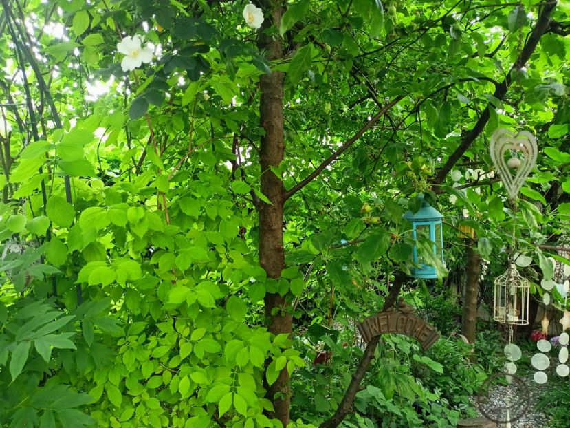  - Grădina 2023 continuare 2