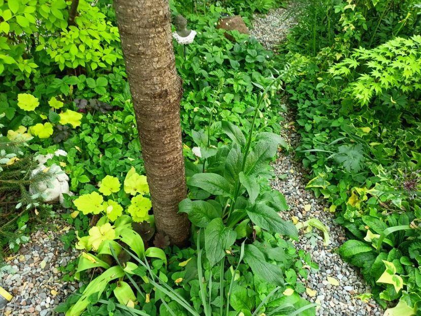  - Grădina 2023 continuare 2