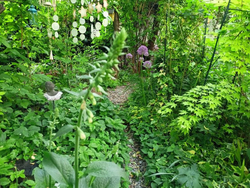  - Grădina 2023 continuare 2