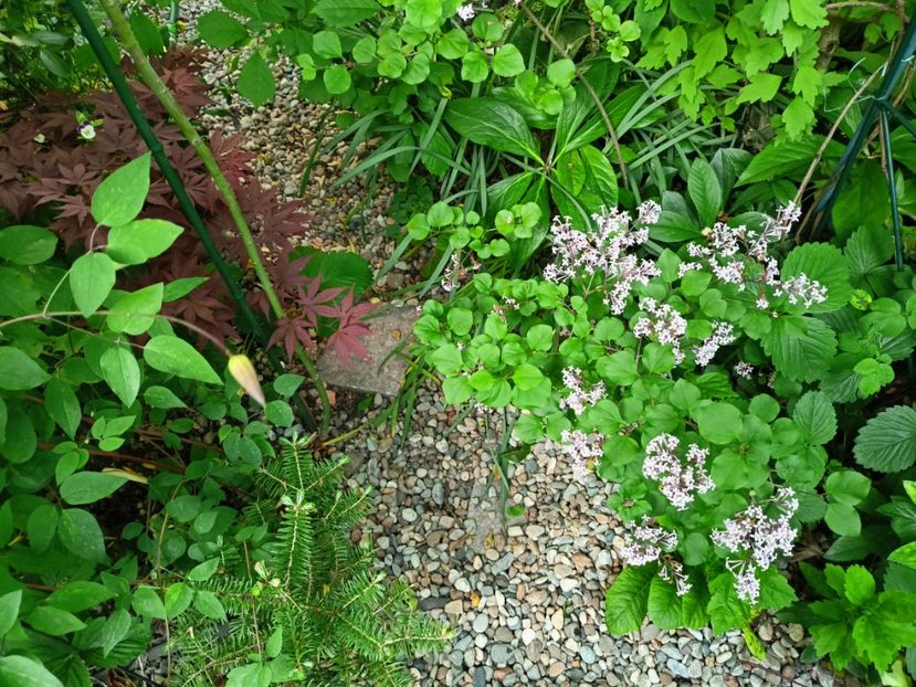  - Grădina 2023 continuare 2