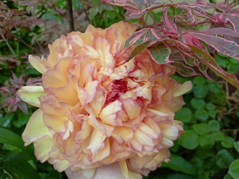 Jin Ge, arbustiv - Grădina 2023 continuare 2