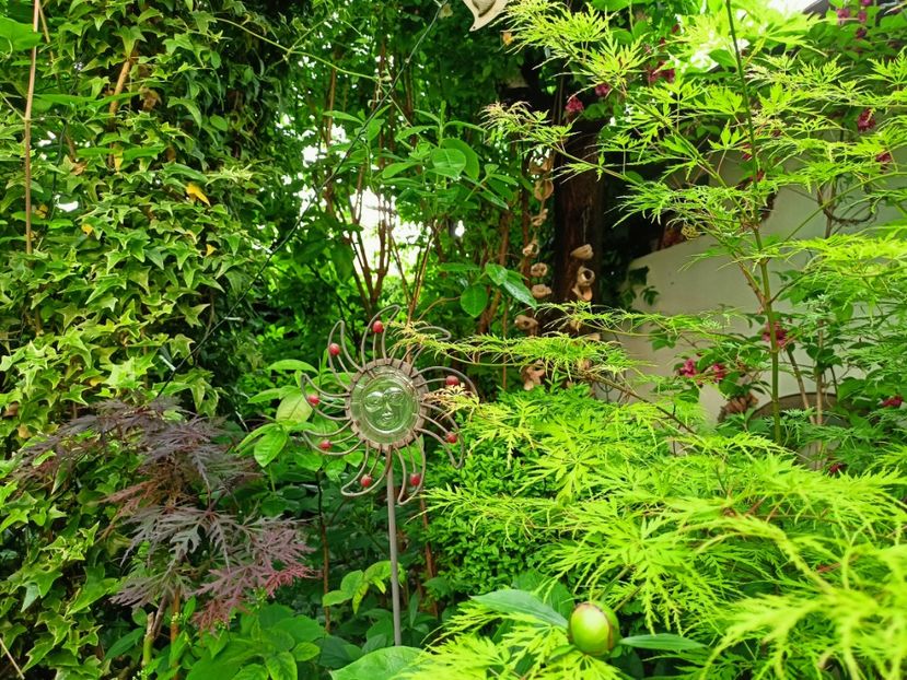  - Grădina 2023 continuare 2